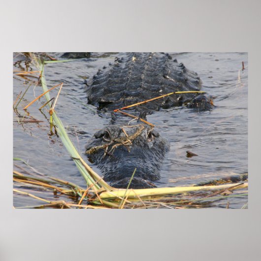 Tot Later Alligator Poster (Voorkant)