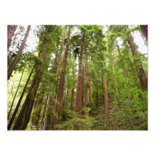 Tot Redwoods I in Muir Woods National Monument Foto Afdruk