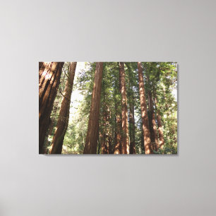 Tot Redwoods II bij Muir Woods National Monument Canvas Afdruk