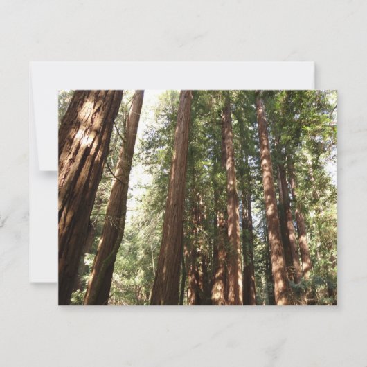 Tot Redwoods II in Muir Bossen National Monument (Voorkant)