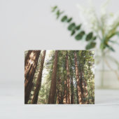 Tot Redwoods II in Muir Bossen National Monument (Staand voorkant)