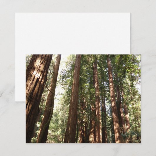 Tot Redwoods II in Muir Bossen National Monument (Voorkant / Achterkant)