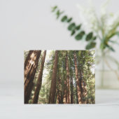 Tot Redwoods II in Muir Bossen National Monument Briefkaart (Staand voorkant)