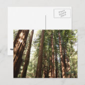 Tot Redwoods II in Muir Bossen National Monument Briefkaart (Voorkant / Achterkant)