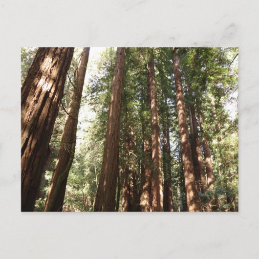 Tot Redwoods II in Muir Bossen National Monument Briefkaart (Voorkant)