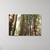 Tot Redwoods II in Muir Bossen National Monument Canvas Afdruk (Voorkant)