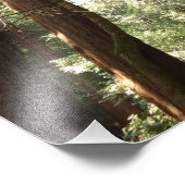 Tot Redwoods II in Muir Bossen National Monument Foto Afdruk (Hoek)