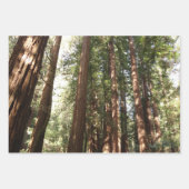 Tot Redwoods II in Muir Bossen National Monument Inpakpapier Vel (Voorkant 2)