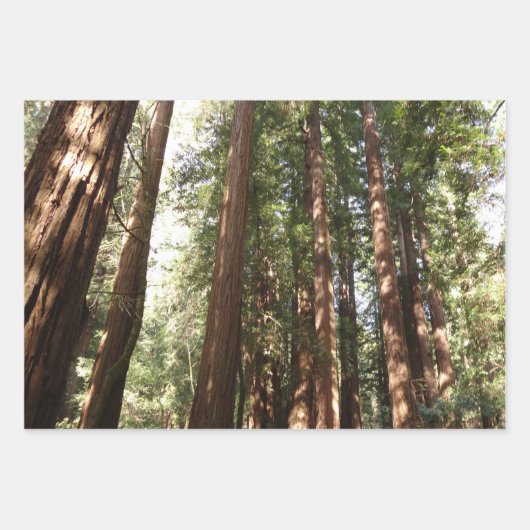 Tot Redwoods II in Muir Bossen National Monument Inpakpapier Vel (Voorkant)