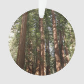 Tot Redwoods II in Muir Bossen National Monument Ornament (voorkant)