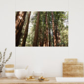 Tot Redwoods II in Muir Bossen National Monument Poster (Keuken)