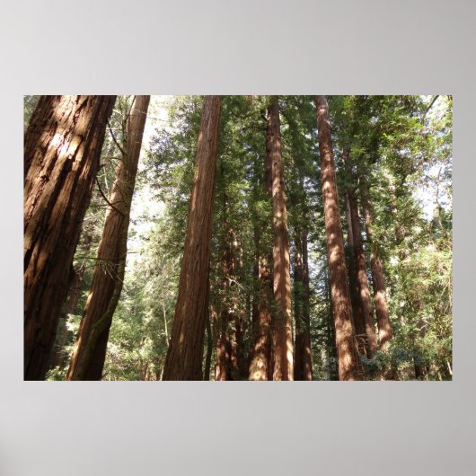 Tot Redwoods II in Muir Bossen National Monument Poster (Voorkant)