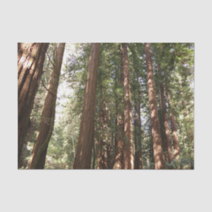 Tot Redwoods II in Muir Bossen National Monument Tissuepapier