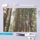 Tot Redwoods II in Muir Bossen National Monument Tissuepapier (Craft)