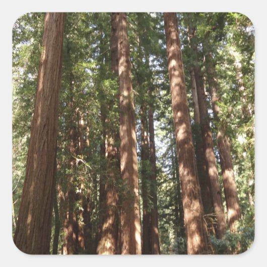 Tot Redwoods II in Muir Bossen National Monument Vierkante Sticker (Voorkant)