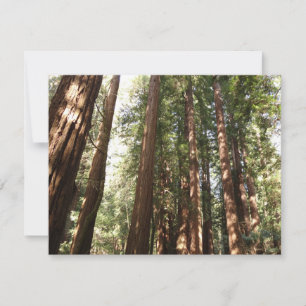 Tot Redwoods II in Muir Woods National Monument