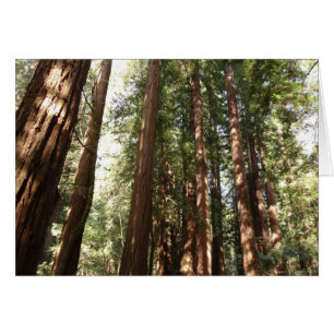 Tot Redwoods II in Muir Woods National Monument