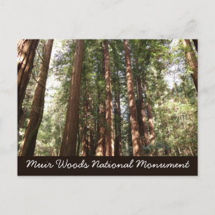 Tot Redwoods II in Muir Woods National Monument Briefkaart