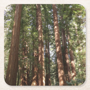 Tot Redwoods II in Muir Woods National Monument Kartonnen Onderzetters