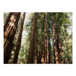 Tot Redwoods II in Muir Woods National Monument Perfect Poster