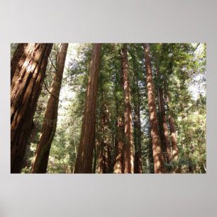 Tot Redwoods II in Muir Woods National Monument Poster