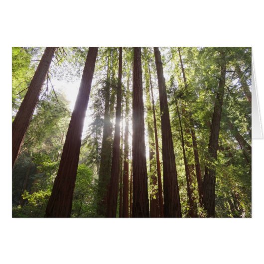 Tot Redwoods in de Ochtend (Voorkant Horizontaal)