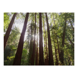 Tot Redwoods in de ochtend Perfect Poster