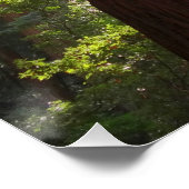 Tot Redwoods in de ochtend Perfect Poster (Hoek)