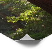 Tot Redwoods in de Ochtend Poster (Hoek)
