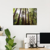 Tot Redwoods in de Ochtend Poster (Thuiskantoor)