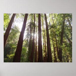 Tot Redwoods in de Ochtend Poster