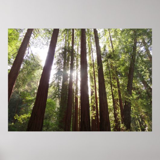 Tot Redwoods in de Ochtend Poster (Voorkant)