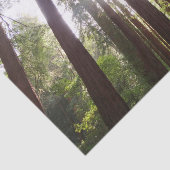 Tot Redwoods in de Ochtend Tissuepapier (Detail)