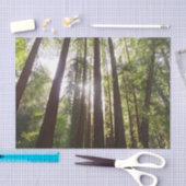 Tot Redwoods in de Ochtend Tissuepapier (Craft)