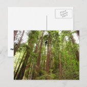 Tot Redwoods in Muir Bossen National Monument Briefkaart (Voorkant / Achterkant)