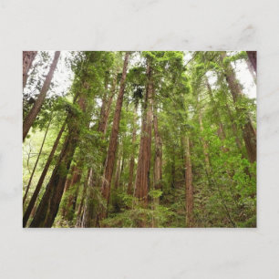 Tot Redwoods in Muir Bossen National Monument Briefkaart