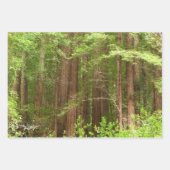 Tot Redwoods in Muir Bossen National Monument Inpakpapier Vel (Voorkant 2)