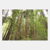 Tot Redwoods in Muir Bossen National Monument Inpakpapier Vel (Voorkant)
