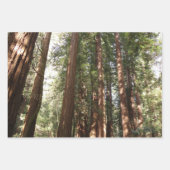 Tot Redwoods in Muir Bossen National Monument Inpakpapier Vel (Voorkant 3)