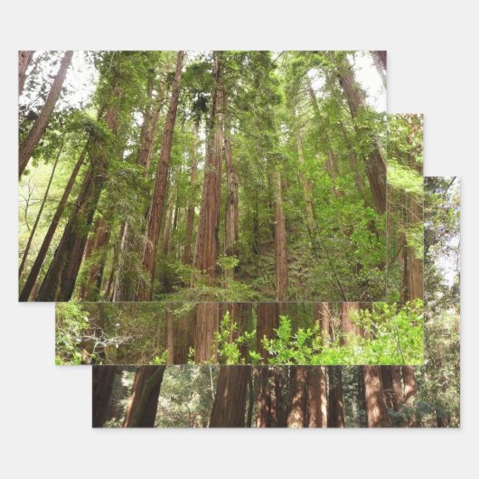 Tot Redwoods in Muir Bossen National Monument Inpakpapier Vel (Set)