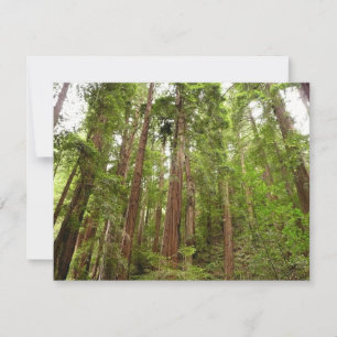 Tot Redwoods in Muir Bossen National Monument Kaart