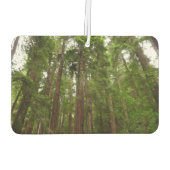 Tot Redwoods in Muir Bossen National Monument Luchtverfrisser (Achterkant)