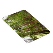 Tot Redwoods in Muir Bossen National Monument Magneet (Rechterzijde)