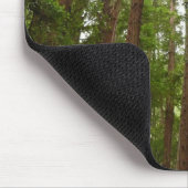 Tot Redwoods in Muir Bossen National Monument Muismat (Hoek)