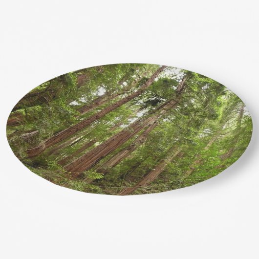 Tot Redwoods in Muir Bossen National Monument Papieren Bordje (Gekanteld)