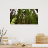 Tot Redwoods in Muir Bossen National Monument Poster (Keuken)