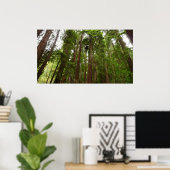 Tot Redwoods in Muir Bossen National Monument Poster (Thuiskantoor)