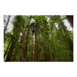 Tot Redwoods in Muir Bossen National Monument Poster