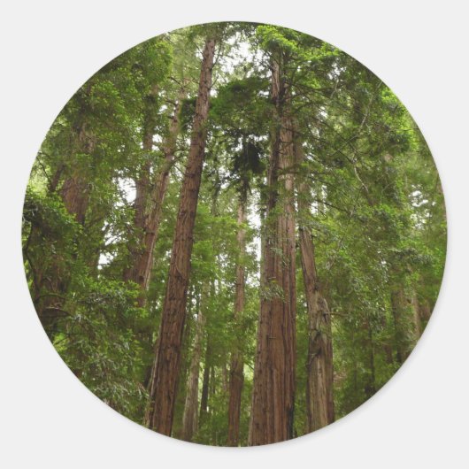 Tot Redwoods in Muir Bossen National Monument Ronde Sticker (Voorkant)