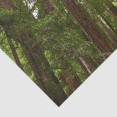 Tot Redwoods in Muir Bossen National Monument Tissuepapier (Detail)